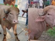 ಡೊನಾಲ್ಡ್ ಟ್ರಂಪ್ ಹೆಸರಿನ ಎಮ್ಮೆ – ಬೆಲೆ ಕೇಳಿದ್ರೆ ಶಾಕ್ ಆಗ್ತೀರಾ..!