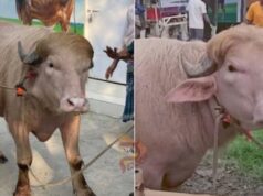 ಡೊನಾಲ್ಡ್ ಟ್ರಂಪ್ ಹೆಸರಿನ ಎಮ್ಮೆ – ಬೆಲೆ ಕೇಳಿದ್ರೆ ಶಾಕ್ ಆಗ್ತೀರಾ..!