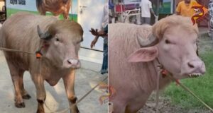 ಡೊನಾಲ್ಡ್ ಟ್ರಂಪ್ ಹೆಸರಿನ ಎಮ್ಮೆ – ಬೆಲೆ ಕೇಳಿದ್ರೆ ಶಾಕ್ ಆಗ್ತೀರಾ..!