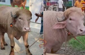 ಡೊನಾಲ್ಡ್ ಟ್ರಂಪ್ ಹೆಸರಿನ ಎಮ್ಮೆ – ಬೆಲೆ ಕೇಳಿದ್ರೆ ಶಾಕ್ ಆಗ್ತೀರಾ..!