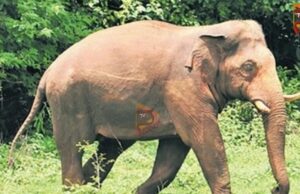 ಕಾಡಾನೆ ದಾಳಿಯಿಂದ ವ್ಯಕ್ತಿಯ ಸಾವು : ಬಿಹಾರ