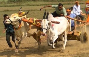 ರಾಜ್ಯ ಮಟ್ಟದ ಜೋಡಿ ಎತ್ತಿನ ಗಾಡಿ ಸ್ಪರ್ಧೆ : ಬಹುಮಾನ ಪಡೆದುಕೊಂಡ ಹಳ್ಳಿಕಾರ್