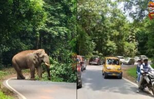 ಕಾಡಾನೆ ಪ್ರತ್ಯಕ್ಷ ವಾಹನ ಸವಾರರ ಪರದಾಟ : ಚಾರ್ಮಾಡಿ ಘಾಟ್