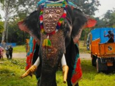 ಮೈಸೂರು : ಕಂಜನ್ ಆನೆಯನ್ನು ದಸರಾಗೆ ಬಳಸದಂತೆ ಸೂಚನೆ