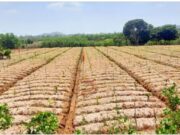 ಶುಂಠಿ ಬೆಳೆಯ ಹಾವಳಿ , ಭೂಮಿ ಬಾಡಿಗೆ ಕೊಟ್ಟು ಕೂತ ರೈತರು : ಹಾವೇರಿ