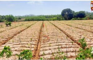 ಶುಂಠಿ ಬೆಳೆಯ ಹಾವಳಿ , ಭೂಮಿ ಬಾಡಿಗೆ ಕೊಟ್ಟು ಕೂತ ರೈತರು : ಹಾವೇರಿ