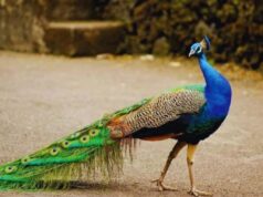 ನವಿಲುಗಳ ಸರಣಿ ಸಾವಿನ ಸತ್ಯಾ ಬಹಿರಂಗ : ಹೈ ಅಲರ್ಟ್ ̧ ಸಾರ್ವಜನಿಕರಿಗೆ ಜಾಗೃತಿ