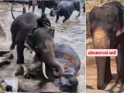 ಕೊಡಗು : ದುಬಾರೆ ಆನೆ ಶಿಬಿರದಲ್ಲಿ ಆನೆಗಳ ಕಾದಾಟಕ್ಕೆ ಗಾಯಗೊಂಡಿದ್ದ ‘ಮಾರ್ತಾಂಡ’ ಆನೆ ಸಾವು