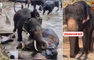 ಕೊಡಗು : ದುಬಾರೆ ಆನೆ ಶಿಬಿರದಲ್ಲಿ ಆನೆಗಳ ಕಾದಾಟಕ್ಕೆ ಗಾಯಗೊಂಡಿದ್ದ ‘ಮಾರ್ತಾಂಡ’ ಆನೆ ಸಾವು