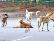 ಸುಪ್ರೀಂ ಕೋರ್ಟ್ : ಬೀದಿ ನಾಯಿಗಳ ಸ್ಥಳಾಂತರ ಮಾಡುವಂತೆ ಸಲ್ಲಿಸಲಾದ ಅರ್ಜಿ ವಜಾ
