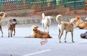 ಸುಪ್ರೀಂ ಕೋರ್ಟ್ : ಬೀದಿ ನಾಯಿಗಳ ಸ್ಥಳಾಂತರ ಮಾಡುವಂತೆ ಸಲ್ಲಿಸಲಾದ ಅರ್ಜಿ ವಜಾ