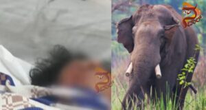 ಕೊಡಗಿನಲ್ಲಿ ಕಾಡಾನೆ ದಾಳಿ: ನಿವೃತ್ತ ಐಜಿಪಿ ಪತ್ನಿ ದುರ್ಮರಣ