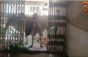 ತಾ.ಪಂ ಕಚೇರಿಯಲ್ಲಿ ಹಸುಗಳನ್ನ ಕಟ್ಟಿದ ರೈತ : ದನದ ಕೊಟ್ಟಿಗೆ ಬಿಲ್ ಪಾವತಿಸದ ಅಧಿಕಾರಿ